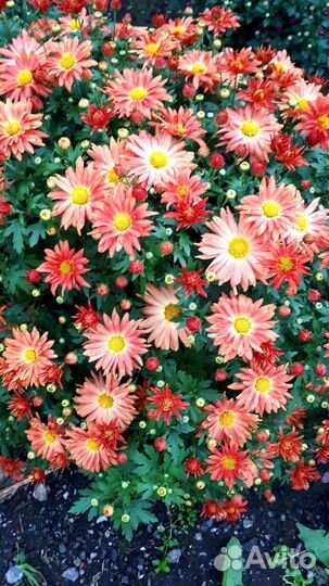 Садовые цветы