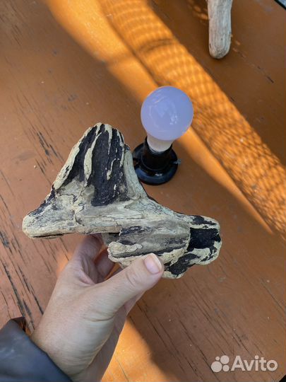 Ветки и коряги