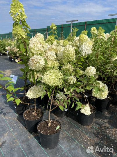 Гортензия метельчатая Полар Бир