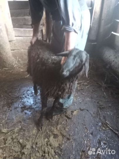 Баранчик на племя