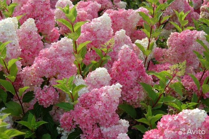 Гортензия метельчатая черенки Ванилла Фрайз