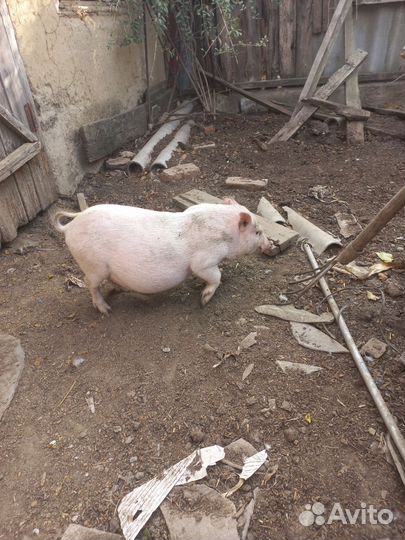 Вьетнамские поросята