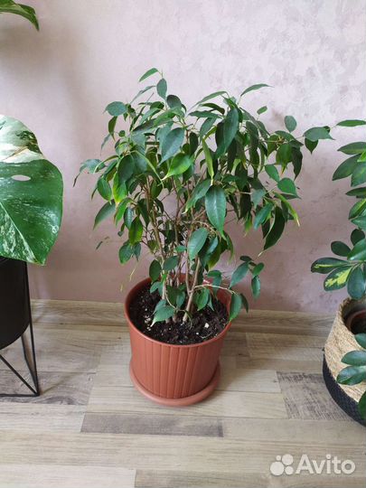 Фикус бенджамина