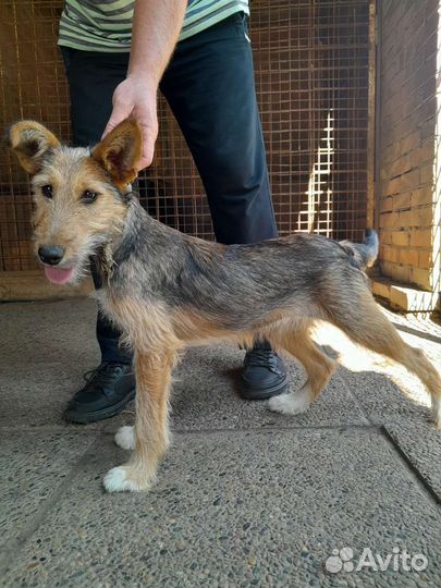 Щенок в дар