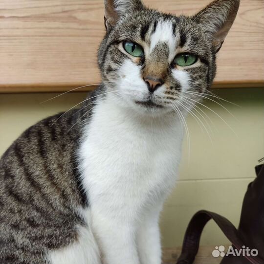 Кошка Кира, молодая, нежная