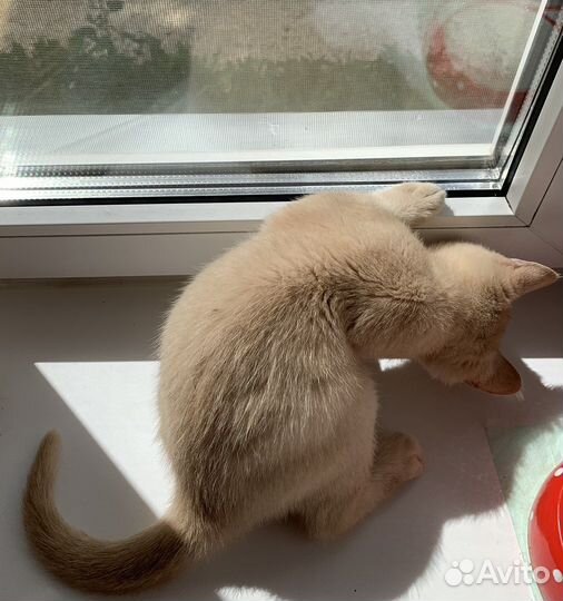 Британский котенок