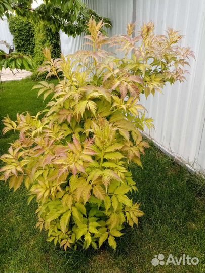 Бузина чёрная Серенада