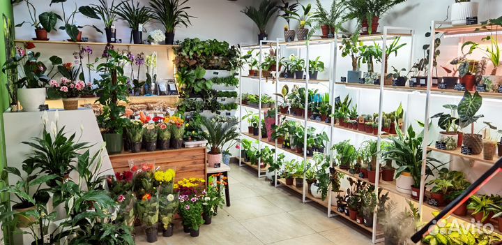 Редкие комнатные цветы в наличии и под заказ