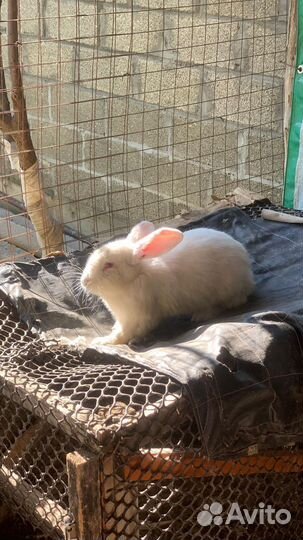 Кролики.Крольчата