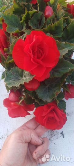 Черенки бегонии элатиор,белекония