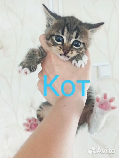 Котята в дар бесплатно