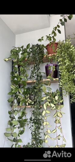 Хойя взрослые лакуноза и карноза