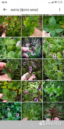 Мята разная 20+ сортов