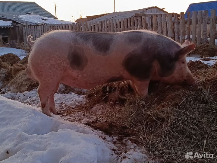 Семя хряка,искусственное осеменение свиней
