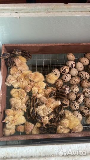 Перепела продажа