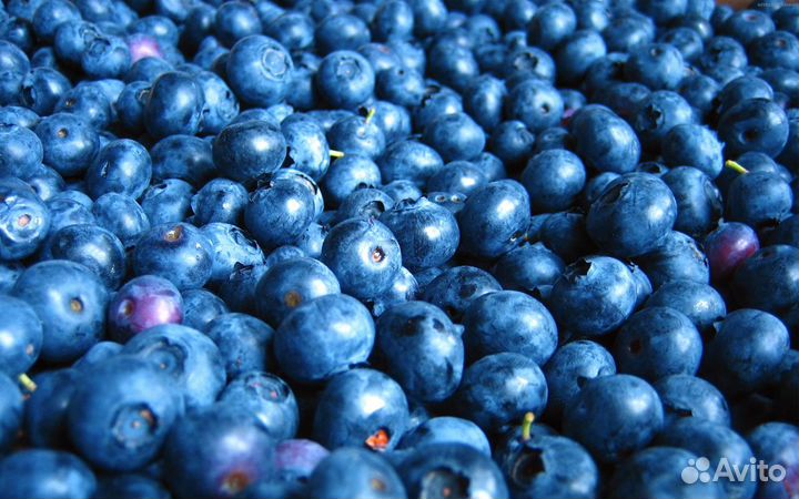 Клюква,брусника,облепиха дикая,черника,облепиха)