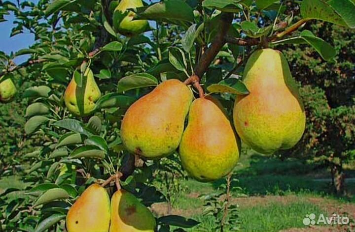 Груша саженцы 8 сортов
