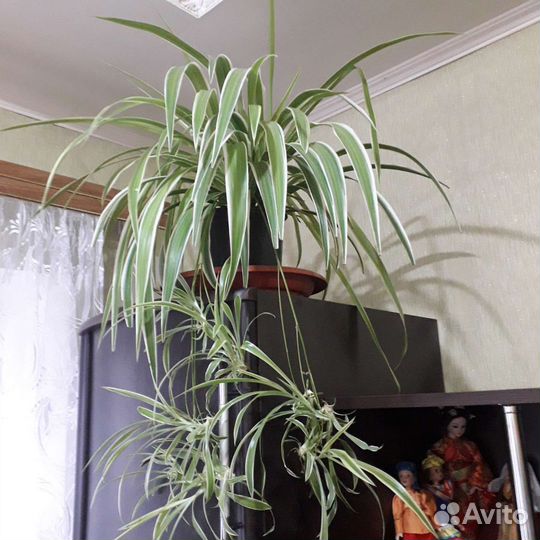 Хлорофитум лаксум