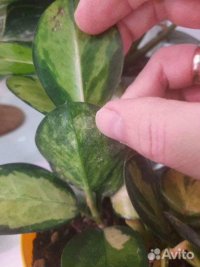 Онлайн уход за комнатными растениями