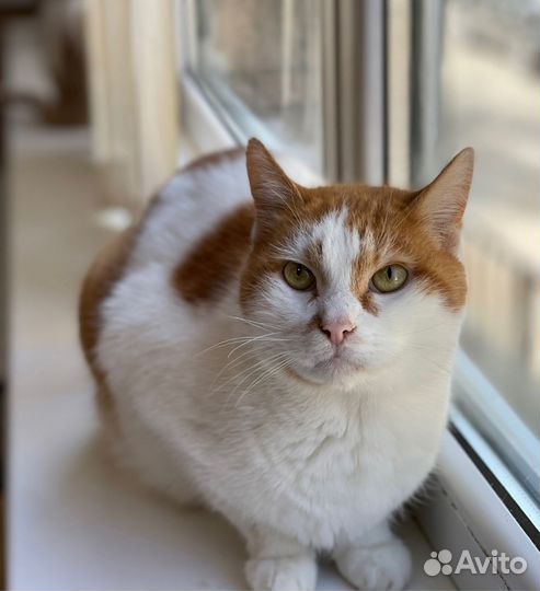 Кот Багет