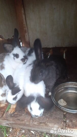 Кролики на развод. девочки