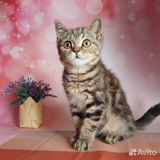 Шотландский котик