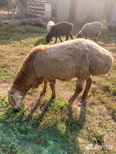 Овцы бараны ягнята