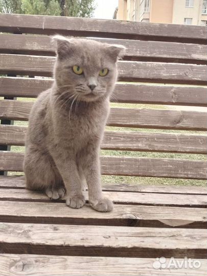 Котик вислоухий