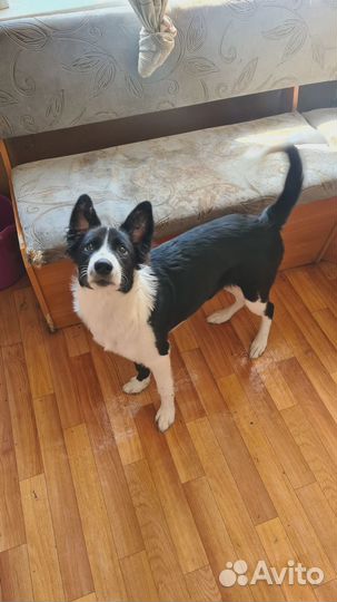 Собаки щенки