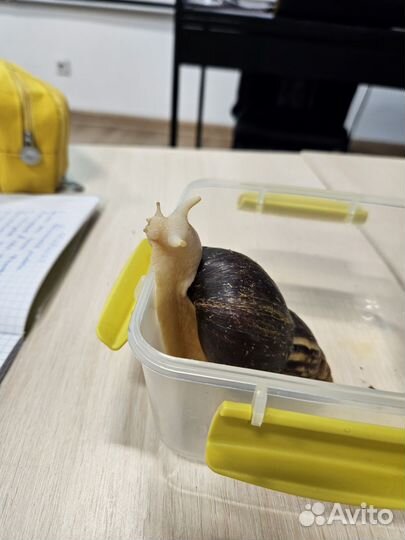 Репетитор по биологии и химии