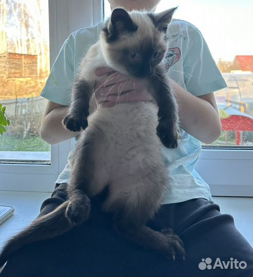 Котенок в добрые руки