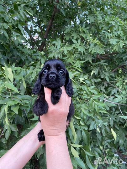 Бело-рыжие и бело-черные американцы