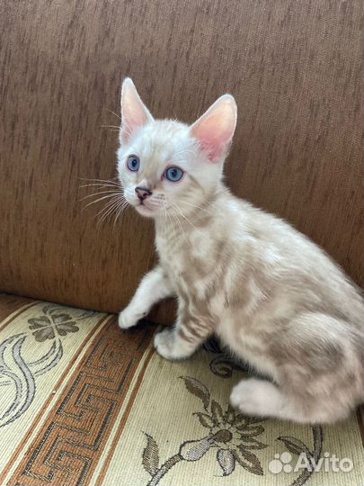 Котятата Бенгалы