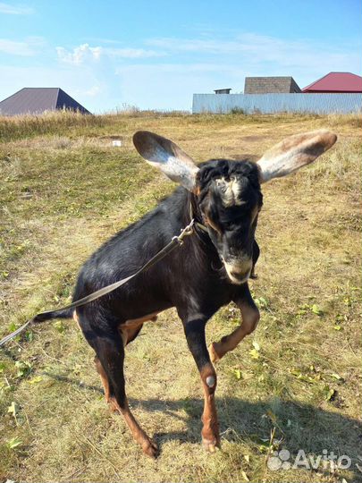 Вязка с Англо-нубийский козёл