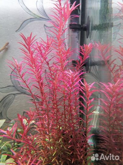 Рыбки Голубоглазки. Растения, креветки