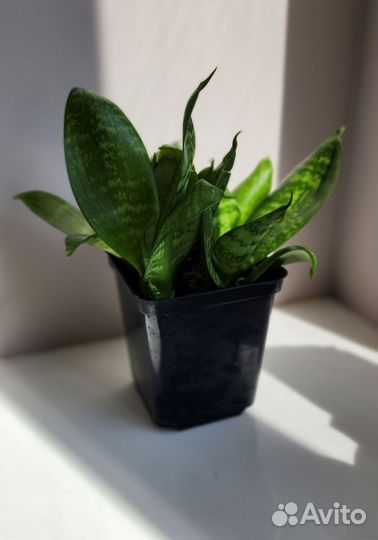 Сансевиерия Ханни