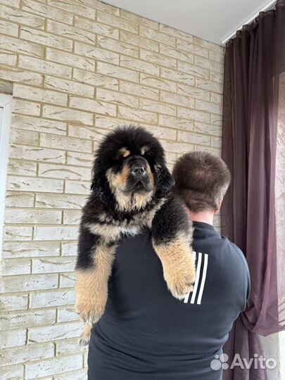 Тибетский мастиф щенки