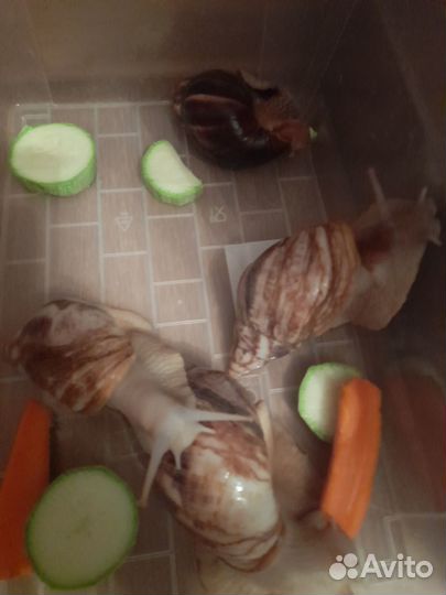 Улитки архахатины