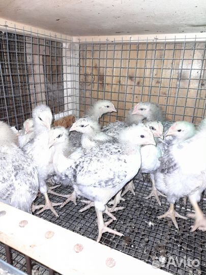 Цыплята бройлеры суточные, подрощенные