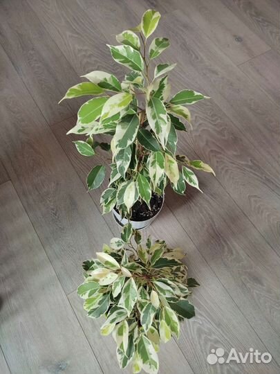 Фикус Мунлайт (*Мурманск)