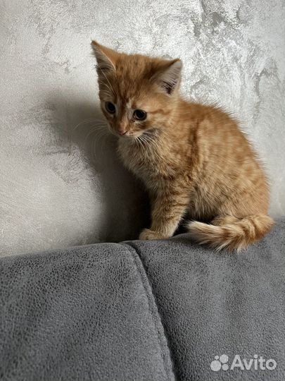 Котята в добрые