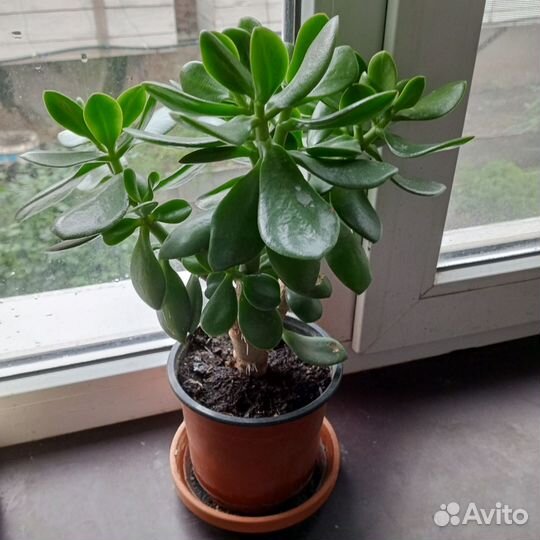 Комнатные растения