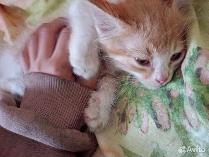 Рыжий котенок девочка в добрые руки бесплатно