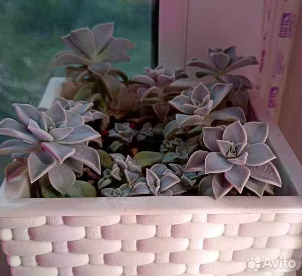 Комнатные цветы Граптопеталум парагвайский