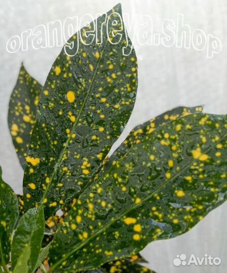 Кодиеум кротон Петра Дуболистный Тамара и другие