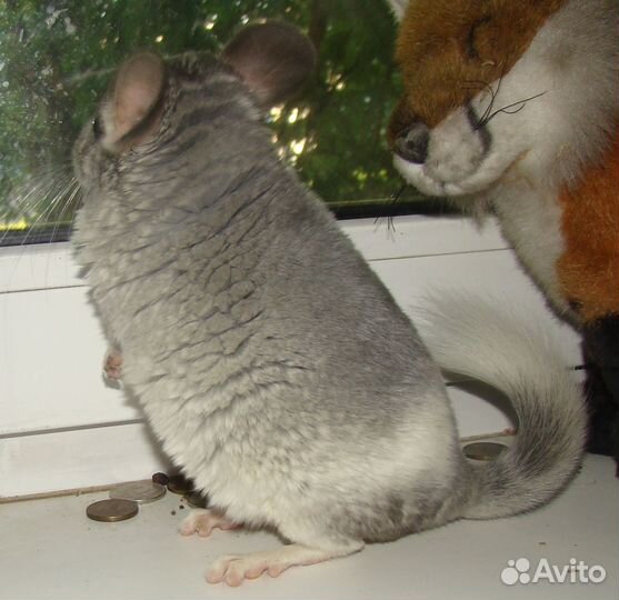 Шиншилла белый Вильсон нф мальчик