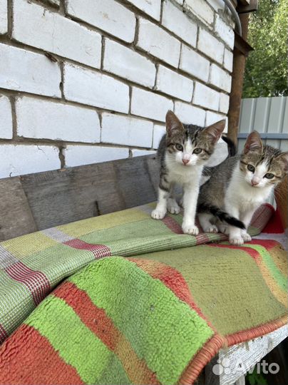 Котята Бабленыши