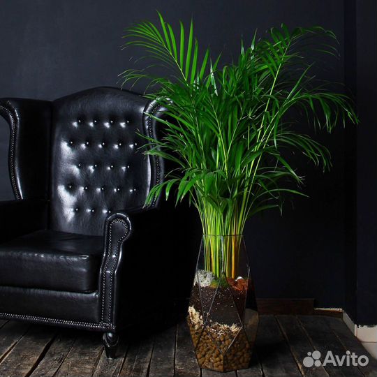 Дипсис пальма арека, доставка мск