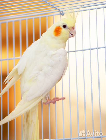 Корелла Лютино птенцы