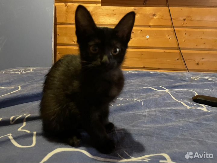 Котятки